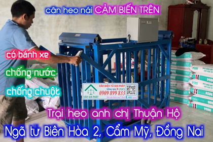 Cân điện tử cân heo nái 500kg trại heo anh Thuận Hộ ở Cẩm Mỹ Đồng Nai