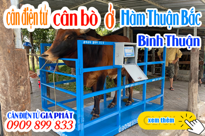 Cân điện tử cân bò ở Bình Thuận 2 tấn có lồng chống nước & chống chuột