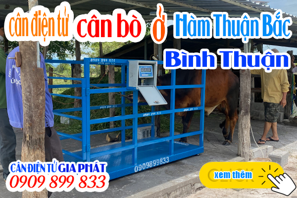 Cân điện tử cân bò 1 tấn 2 tấn ở Bình Thuận - CÂN ĐIỆN TỬ GIA PHÁT