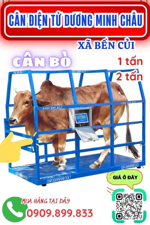 Cân điện tử ở Bến Củi Dương Minh Châu Tây Ninh - cân bò